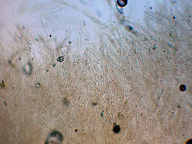 Camarophyllopsis atrovelutina  (Romagn.)  Argaud